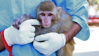 An Iranian newspaper is reporting that the Islamic Republic plans to send another monkey into space within a month.